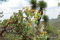 JJBC0029 Arbutus xalapensis.JPG