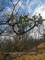 RG016 0326 Opuntia jaliscana.jpg