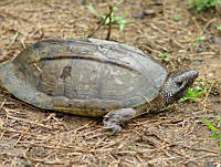 ILT0045 Staurotypus triporcatus.jpg
