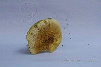 ZAPF 0625 Amanita calyptratoides.jpg