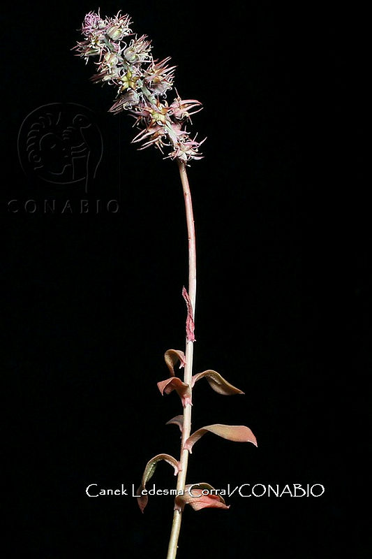 Zongo%200536%20Echeveria%20rosea.jpg.nSjBotv1MRWplUVjQA3g0JtbmFja29CbnFuZ3NAbXJ6LGtwZwA.cF EoTioNc