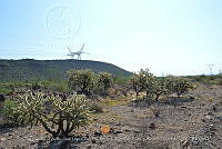 LI005 0001 Cylindropuntia bigelovii.jpg