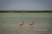 FBA0939 Phoenicopterus ruber.jpg