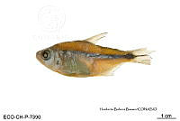 ME006 Peces 037 Astyanax aeneus.jpg