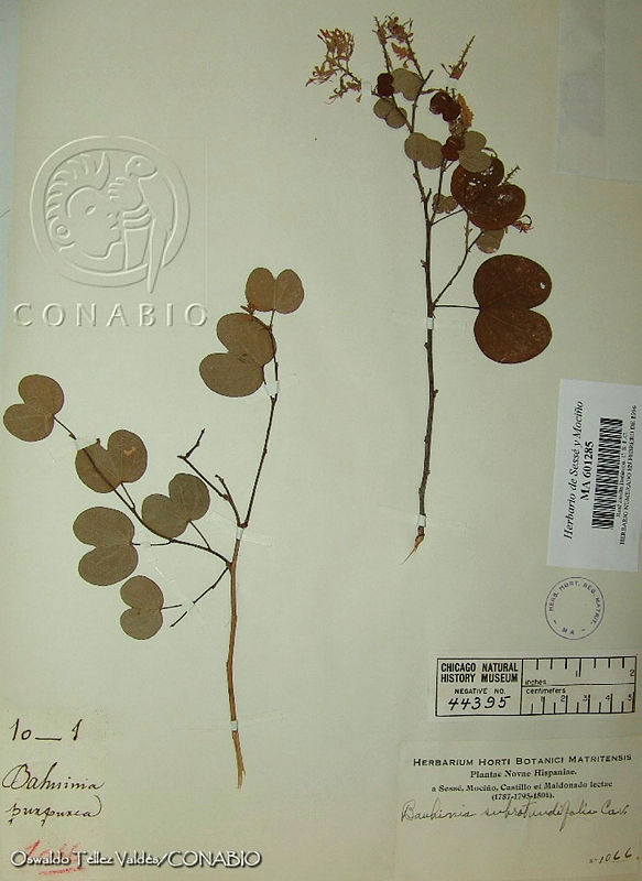 OTV0750%20Bauhinia%20purpurea.jpg.ried79v MfdjIwdjQA3g0JtbmFja29CbnFuZ3NAbXJ6LGtwZwA.zD9xvO2kHF