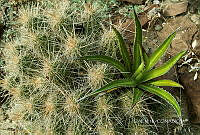 3R 01279 Echinocereus stramineus.jpg