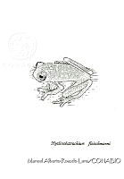 MARL0353 Hyalinobatrachium fleischmanni.jpg