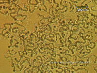 KT016 0032 Nostoc sp..jpg