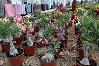 IMDOC 5941 Adenium obesum.jpg