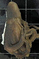 KT014 0109 Octopus hubbsorum (2).jpg