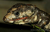 EGP0395 Abronia lythrochila.jpg