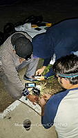 WI005 0091 Tliltocatl schroederi.jpg