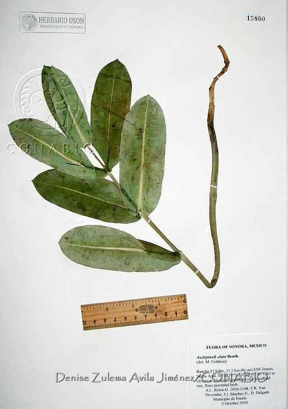 DZAJ1754%20Asclepias%20elata.JPG.rifa Oj1MUGHE3dhQA3g0JtbmFja29CbnFuZ3NAbXJ6LGtwZwA.biq8vVmOrj