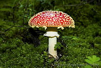 CEOV0004 Amanita muscaria.jpg