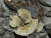 ZG018 0029 Auricularia auricula.jpg