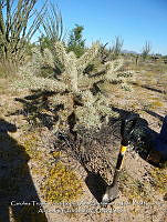 LI005 0168 Cylindropuntia fulgida.jpg