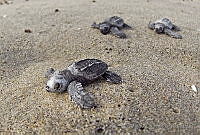 OAO0395 Chelonia mydas.jpg