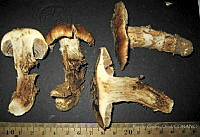 RGO0110 Cortinarius sp..JPG