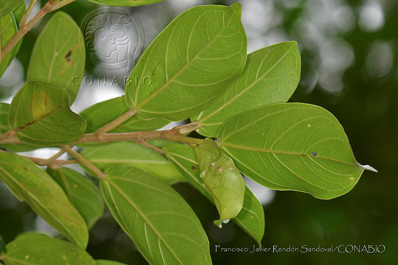 FJRS0129%20Ficus%20colubrinae.jpg.nyeOken1MRXfkcVhQA3g0JtbmFja29CbnFuZ3NAbXJ6LGtwZwA.2Gb6lKdOtW