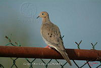 GRC0051 Zenaida macroura.jpg