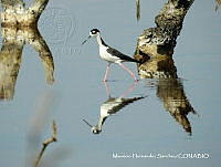 MHS0010 Himantopus mexicanus.JPG