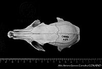 AAGC0210 Urocyon cinereoargenteus.jpg