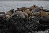 MASM04224 Zalophus californianus.jpg