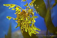 MS0162 Phycodurus eques.jpg