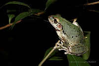 OJL079 Smilisca baudinii.jpg