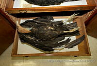 MASM04542 Cathartes aura.jpg