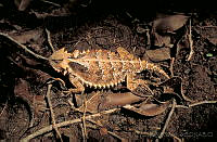 GC0106 Phrynosoma asio.jpg