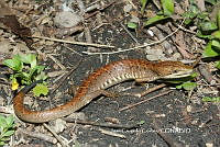 JCC0321 Gerrhonotus ophiurus.JPG