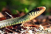 VHL0036 Drymobius margaritiferus.jpg