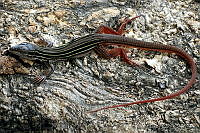 VHL0065 Aspidoscelis angusticeps.jpg