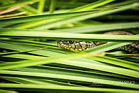 AR003 Thamnophis eques.jpg