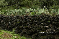 3R 01195 Opuntia.jpg