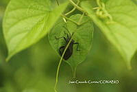 JCC0111 Acanthocephala femorata.JPG