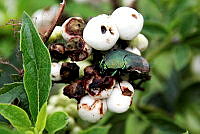 NCCM 006 Cotinis mutabilis.jpeg