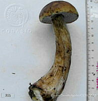 CBA0138 Boletus edulis.JPG