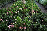 IMDOC 5817 Ixora enana rosa.jpg