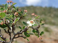 IRR 0035 Amelanchier denticulata.jpg