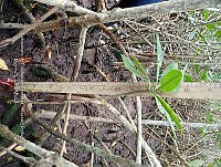 UM001 0062 Rhizophora mangle.jpg