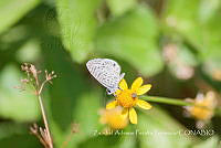 ZAPF0377 Leptotes sp..jpg