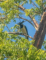 CCR 009 Calocitta colliei.jpg