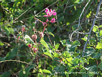 MEGA 0070 Antigonon leptopus.JPG