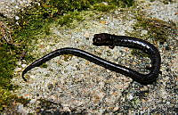 RACA 0045 Pseudoeurycea orchimelas.jpg