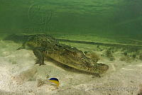 IDG0573 Crocodylus acutus.jpg