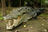 IMDOC0975 Crocodylus acutus.jpg