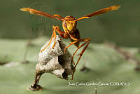 MN6PG0420 Polistes major.jpg