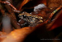 JEPS020 Craugastor montanus.jpg